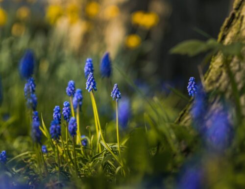 1. “R’accoglimi”, dalla raccolta “Fiori che ti parlino di lui”.