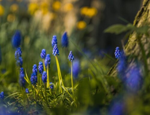 “R’accoglimi”, dalla raccolta “Fiori che ti parlino di lui”.